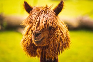 Güzel bir genç kahverengi Alpaca lama kamera için poz.
