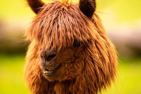 Güzel bir genç kahverengi Alpaca lama kamera için poz.