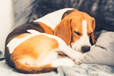 Oturma odasında kanepede uyuyan beagle köpek kıvrılmış