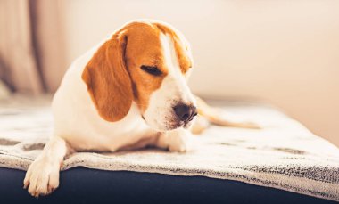 Parlak odada kanepede köpek uyku. Kopyalama alanı