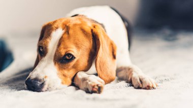 Battaniyenin üzerinde parlak odada kanepeye yatan köpek. Kopyalama alanı