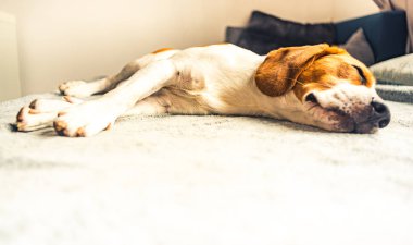 Battaniyenin üzerinde parlak odada kanepede uyuyan köpek. Kopyalama alanı