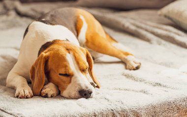 Battaniyenin üzerinde parlak odada kanepede uyuyan köpek. Kopyalama alanı