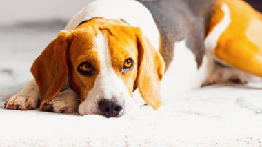 Battaniyenin üzerinde parlak odada kanepede uyuyan köpek. Kopyalama alanı