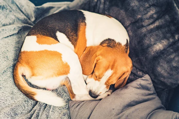 リビングルームのソファの上で寝ているビーグル犬がカール — ストック写真