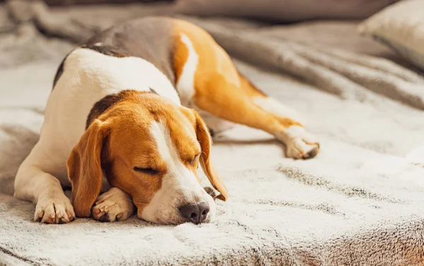Battaniyenin üzerinde parlak odada kanepede uyuyan köpek. Kopyalama alanı