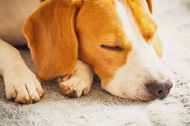 Beagle köpeği kanepede uyuyor. Pençeleri ve kanne namlu closeup