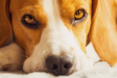 Beagle köpeği kanepede uyuyor. Pençeleri ve kanne namlu closeup