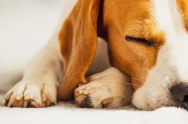 Beagle perro durmiendo en un sofá. Primer plano de las patas y bozal canino —  Fotos de Stock