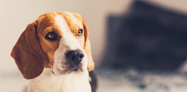 Bulanık arka plan ve sağdaki kopya alanı ile beagle köpek Portresi