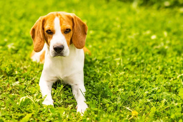 Pies Beagle leżący na trawie. Canine tle. Kopiuj przestrzeń — Zdjęcie stockowe