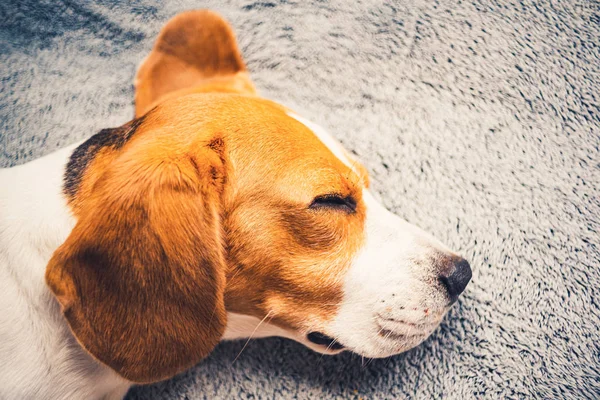 Closeup of dog head with big ears from side. Sleeping beagle dog on a sofa.