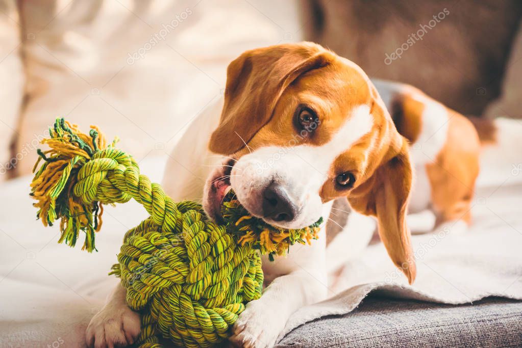 Dog with rope toy on sofa. Excited about biting a toy.