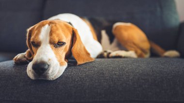 Kanepede yatan köpek. Köpek arkaplanı