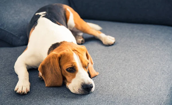 Cane sdraiato sul divano. Sfondo canino — Foto Stock