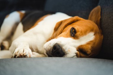 Komik Beagle köpek kanepede yatıyor. Kan arka plan