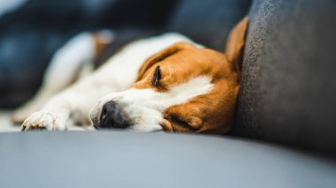 Komik Beagle köpek kanepede yatıyor. Kan arka plan