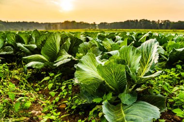Yeşil lahana kafaları sahada yetişir..