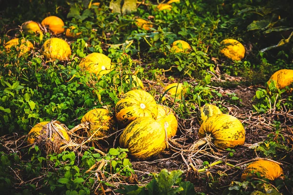 Tipico campo di zucca stiriana, Austria — Foto Stock