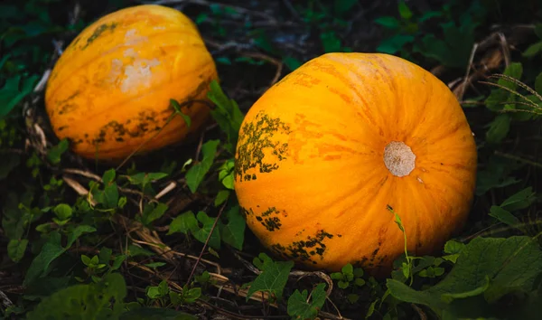 Orange pumpkins sitting in field in grass — Stock Photo, Image