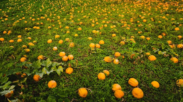 Fermeture de citrouilles sur un champ. Contexte agricole — Photo