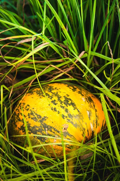 Πορτοκαλί κολοκύθα κάθεται στο χωράφι σε γρασίδι — Φωτογραφία Αρχείου
