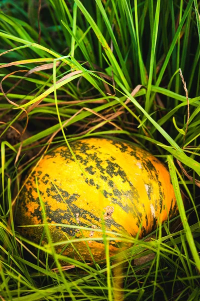 Zucca arancione seduta in campo in erba — Foto Stock