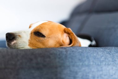 Mavi kanepede yatan köpek. Kan arka plan