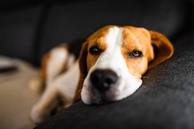 Karanlık kanepede yatan köpek. Kan arka plan