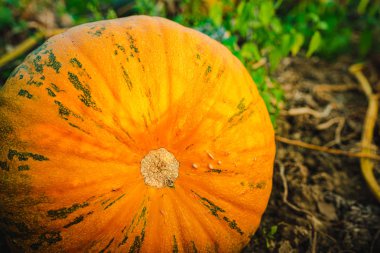 Portakal kabak çim closeup detayları alanında oturan