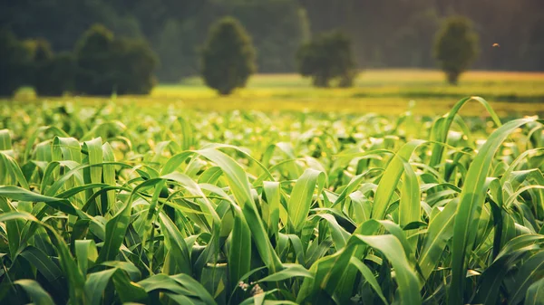 Grüne Wiese mit jungem Mais bei Sonnenuntergang — Stockfoto