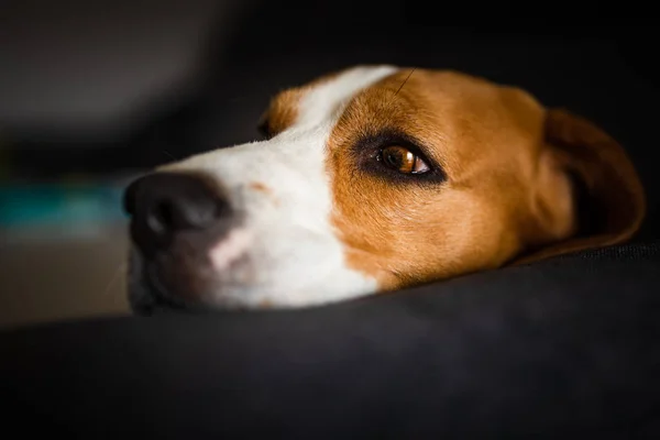 Hund auf dem dunklen Sofa liegend. Hundehintergrund — Stockfoto