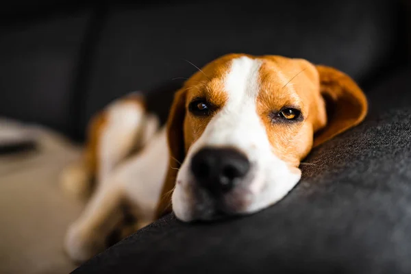 Cane sdraiato sul divano buio. Sfondo canino — Foto Stock