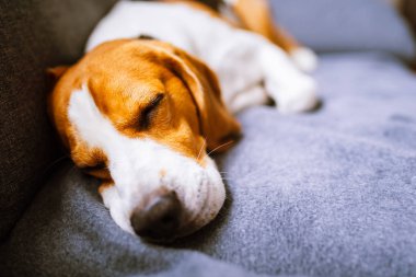 Kanepede yatan köpek. Köpek arkaplanı