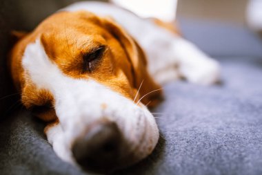 Kanepede yatan köpek. Köpek arkaplanı