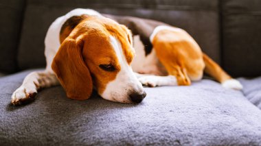 Kanepede yatan köpek. Köpek arkaplanı