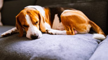 Kanepede yatan köpek. Köpek arkaplanı