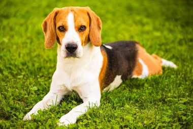 Beagle köpeği çimenlerin üzerinde yatıyor. Baston arka planı. Kopyalama alanı