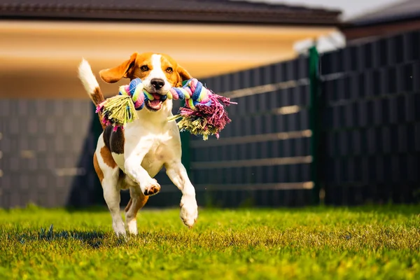 Pies beagle biegnie w ogrodzie w kierunku aparatu z zabawką linową. słoneczny dzień pies przynosząc zabawkę. — Zdjęcie stockowe