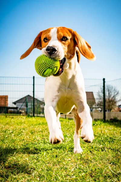 Beagle chien court dans le jardin vers la caméra avec un jouet de corde. Journée ensoleillée chien aller chercher un jouet. — Photo