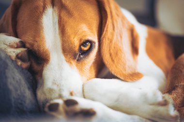 Kanepede yatan köpek. Komik beagle poz. Kan arka plan