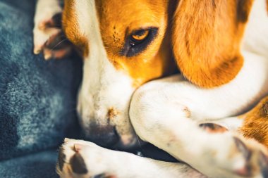 Kanepede yatan köpek. Komik beagle poz. Kan arka plan