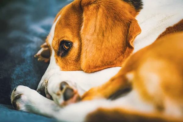 Dog lying on the sofa. Funny beagle pose. Canine background — Stock Photo, Image