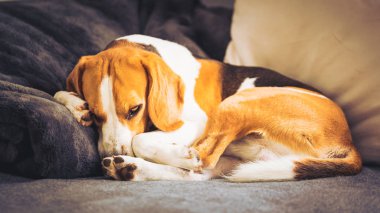 Oturma odasında kanepede uyuyan beagle köpek kıvrılmış