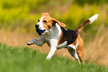 Beagle köpek bir top ile yeşil çayır üzerinden çalışır