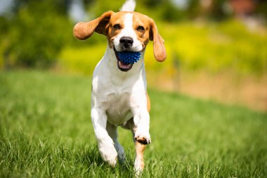 Beagle köpek kameraya doğru yeşil çayır üzerinden çalışır.