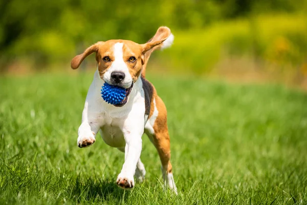Beagle perro corre a través del prado verde hacia la cámara . — Foto de Stock