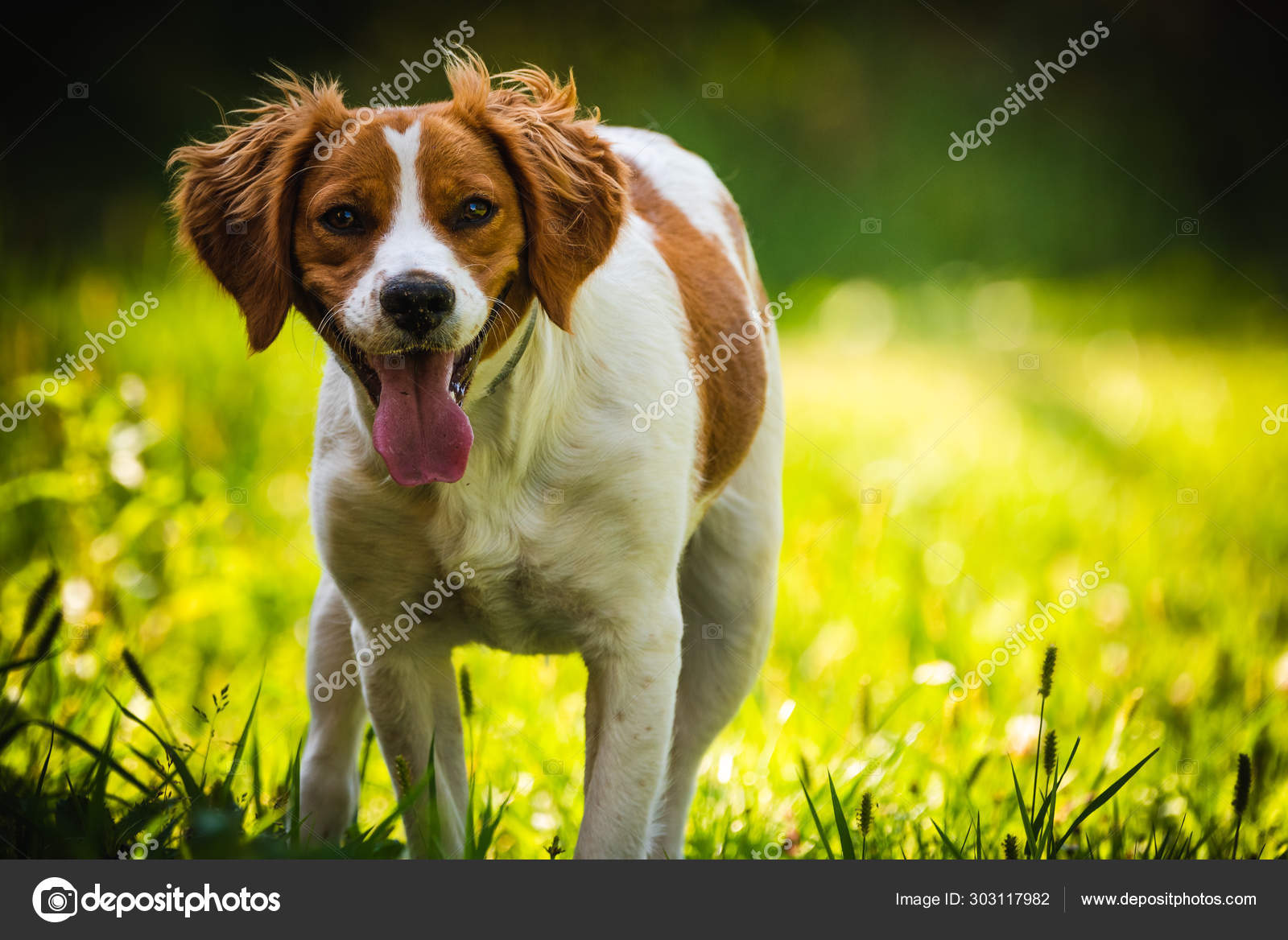 Breed Red Brittany Spaniel Breton Spaniel Female Puppy Standing In