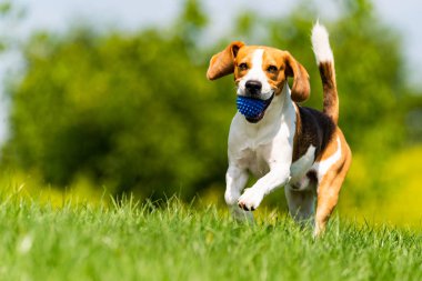 Beagle köpek kameraya doğru yeşil çayır üzerinden çalışır.
