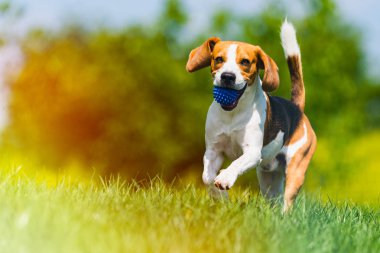 Beagle köpek kamera doğru yeşil çayır üzerinden çalışır. Işık sızıntısı edit